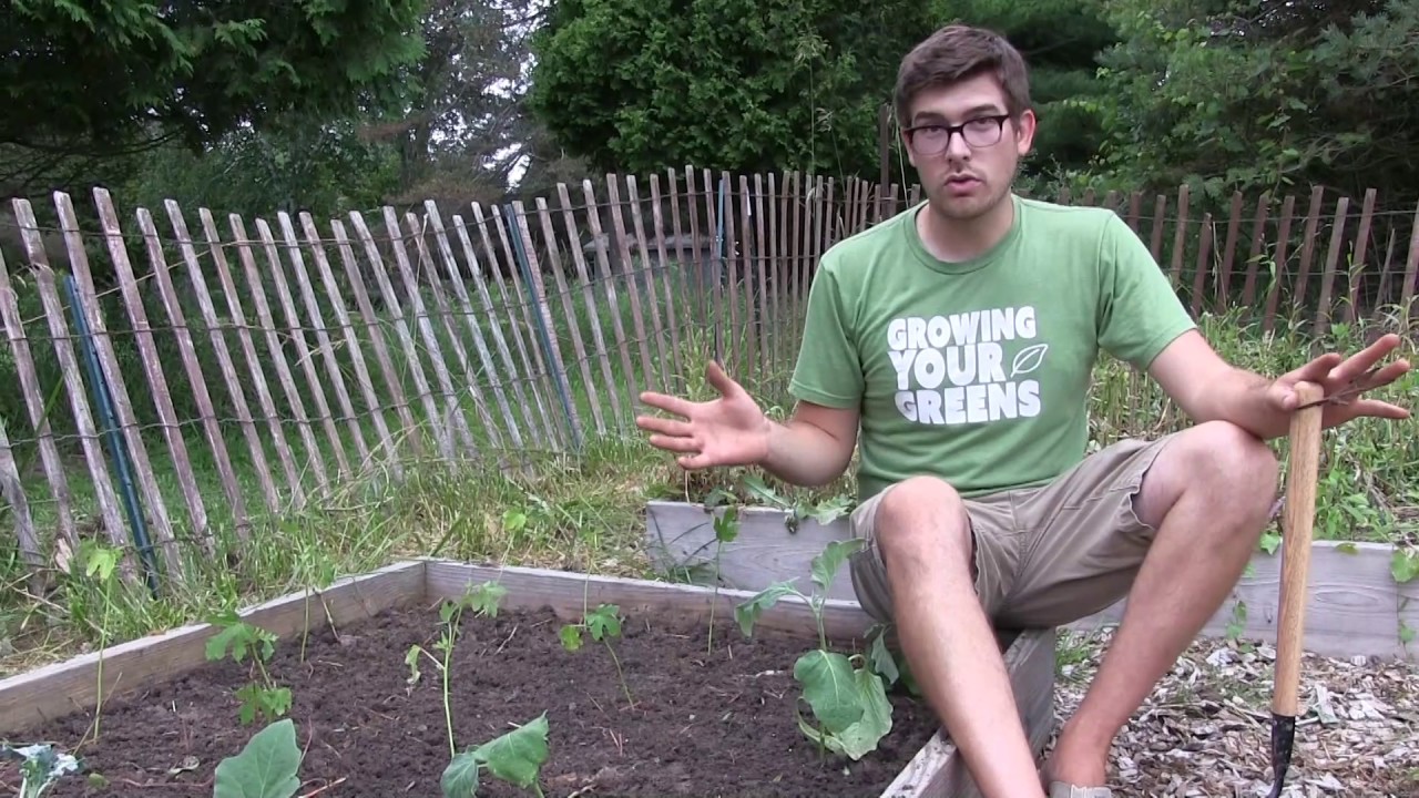 will okra seedlings outgrow grass