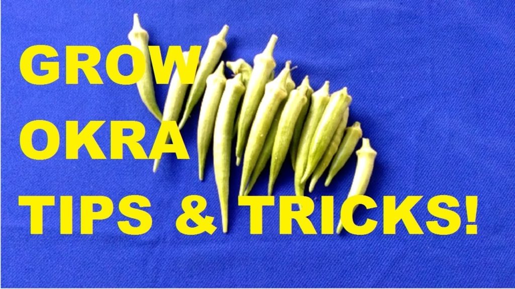 HOW TO GROW OKRA AT HOME TIPS & TRICKS The Royale Group